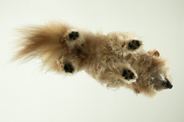 perspektive hund spitz
