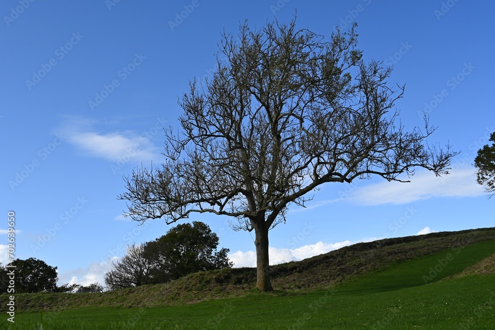 Poster a tree in a field with grass in front of it