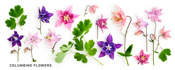 Columbine flowers floral collection isolated on white background.