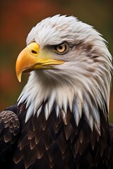 Obraz premium Majestic Gaze: A Close-Up of a Bald Eagle's Piercing Eyes