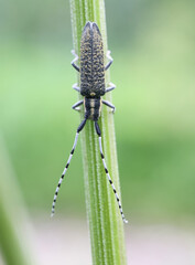 Agapanthia villosoviridescens, known as the golden-bloomed grey longhorn beetle, insect from Finland