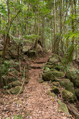 Views of the rainforest canopy along the Knoll walking track within Tamborine National Park, Queensland, Australia