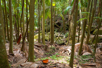 Views of the rainforest canopy along the Knoll walking track within Tamborine National Park,...