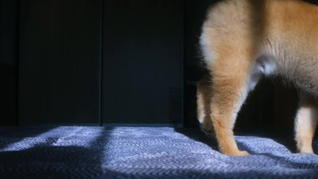 Young pet dog Shiba Inu jump on bed with blue octopus toy in mouth in sun rays at the morning in home. Entertainment at home during quarantine.