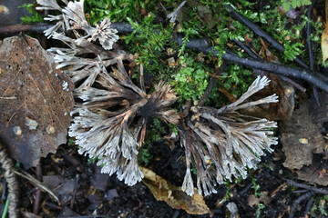 Urchin earthfan, Thelephora penicillata, also called Phylacteria mollissima, wild fungus from Finland