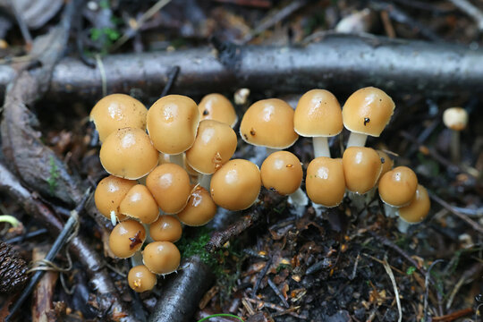 Clustered Brittlestem, Psathyrella multipedata, also called Britzelmayria multipedata,wild mushroom from Finland
