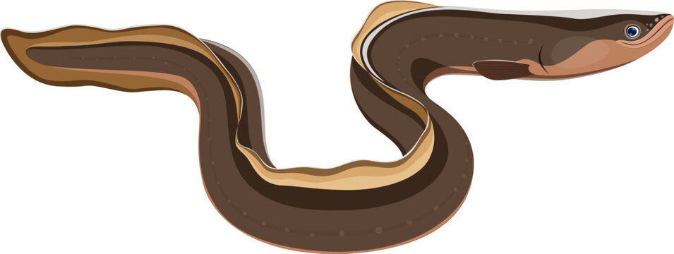 Cartoon sea conger eel character. Aquatic wild animal, fishing catch or seafood isolated vector funny personage. Underwater wildlife fish cute mascot or conger eel cheerful character