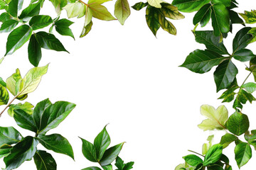 Fototapeta premium natural frame borde