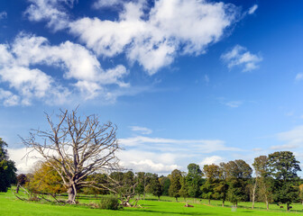 landscape with trees and clouds, Nostell