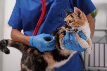 Veterinarian doctor examines beautiful adult cat. Portrait of happy male veterinarian with cute...