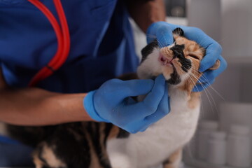 Veterinarian doctor examines beautiful adult cat. Portrait of happy male veterinarian with cute white tabby cat at office. Asian, African veterinarian