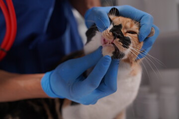 Veterinarian doctor examines beautiful adult cat. Portrait of happy male veterinarian with cute...