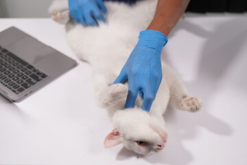 Veterinarian doctor examines beautiful adult cat. Portrait of happy male veterinarian with cute white tabby cat at office. Asian, African veterinarian