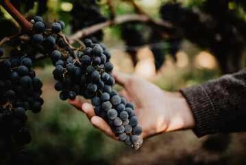grapes in hand, france