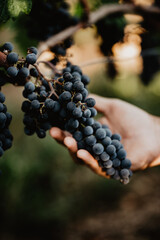 grapes in hand, france