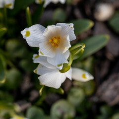 Fototapeta premium Beautiful blooming of White spring snowflake flowers in springtime. Snowflake also called Summer Snowflake or Loddon Lily or Leucojum vernum on a beautiful background of similar flowers in the forest