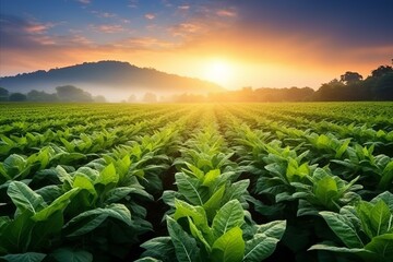 A wide-angle shot of a tobacco field at sunrise, with sunlight breaking over the mountains in the background