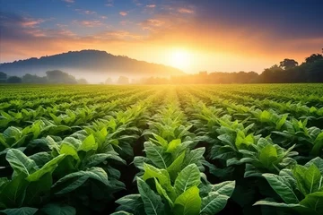 Foto op Canvas A wide-angle shot of a tobacco field at sunrise, with sunlight breaking over the mountains in the background © Елена Григорова