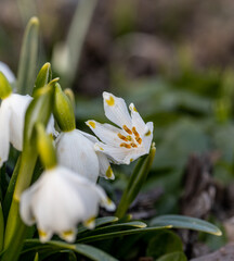 Obraz premium Beautiful blooming of White spring snowflake flowers in springtime. Snowflake also called Summer Snowflake or Loddon Lily or Leucojum vernum on a beautiful background of similar flowers in the forest
