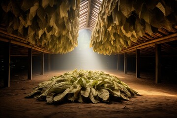 An expansive barn with rows of hanging tobacco leaves air-curing, with sunlight streaming through the entrance