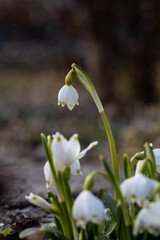 Beautiful blooming of White spring snowflake flowers in springtime. Snowflake also called Summer Snowflake or Loddon Lily or Leucojum vernum on a beautiful background of similar flowers in the forest