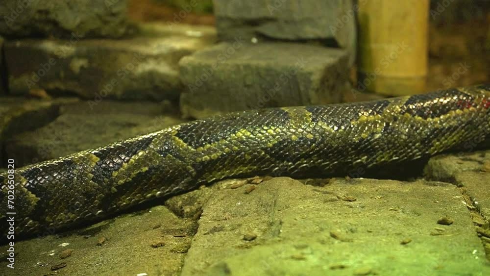Poster big python body slowly crawling over stone pathway