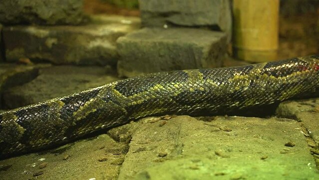 Big Python body slowly crawling over stone pathway