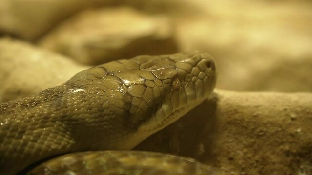 Big green python head resting on rocks, close up shot.