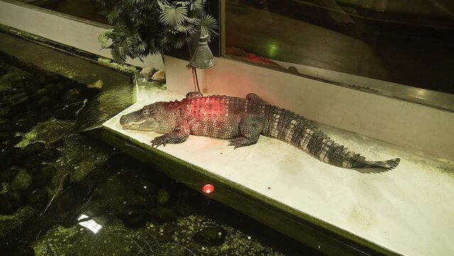Small baby aligator resting under red warmth lamp in reptile facility.