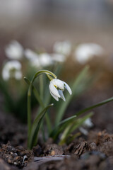 Closeup shot of fresh common snowdrops (Galanthus nivalis) blooming in the spring. Wild flowers field