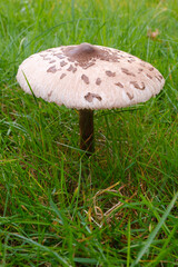 Riesenschirmling (Macrolepiota procera) auf einer Wiese, Parasol, Pilz, Emsland, Niedersachsen, Deutschland, Europa
