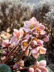 Helleborus pink in garden, Christmas rose or black hellebore is an evergreen perennial flowering...