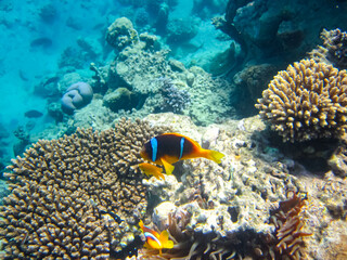 Fototapeta na wymiar Amphiprion bicinctus or clown fish in sea anemone in the coral reef of the Red Sea