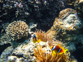 Amphiprion bicinctus or clown fish in sea anemone in the coral reef of the Red Sea
