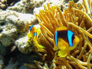 Naklejka na ściany i meble Amphiprion bicinctus or clown fish in sea anemone in the coral reef of the Red Sea