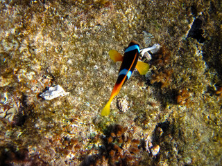 Amphiprion bicinctus or clown fish in sea anemone in the coral reef of the Red Sea