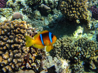 Amphiprion bicinctus or clown fish in sea anemone in the coral reef of the Red Sea