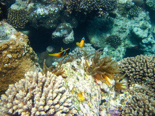 Naklejka na ściany i meble Amphiprion bicinctus or clown fish in sea anemone in the coral reef of the Red Sea