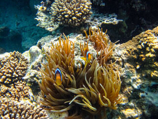 Amphiprion bicinctus or clown fish in sea anemone in the coral reef of the Red Sea