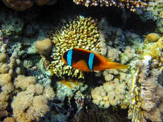 Amphiprion bicinctus or clown fish in sea anemone in the coral reef of the Red Sea