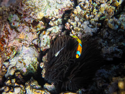 Amphiprion bicinctus or clown fish in sea anemone in the coral reef of the Red Sea