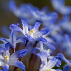 Scilla siberica (Siberian squill or wood squill) is a species of flowering plant in the family Asparagaceae, with natural blurry background. Detail macro photo. First spring flower
