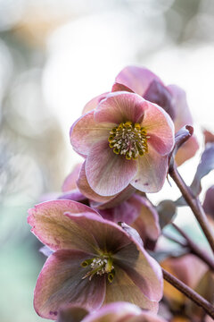 Merlin Lenten rose Helleborus. Known as Helleborus x ballardiae HGC Merlin also. Flower purple macro.