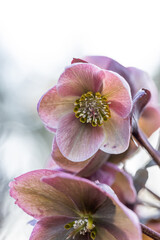 Helleborus pink in garden, Christmas rose or black hellebore is an evergreen perennial flowering...