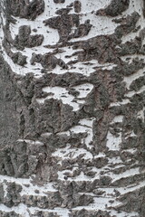 Naklejka premium Black and white bark of populus alba tree
