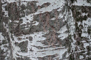 Obraz premium Uneven surface of gray bark of populus alba tree