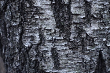 Black and white bark of silver birch tree