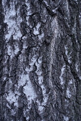 Close view of black and white bark of silver birch tree