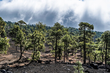 Fototapeta na wymiar Fur trees on the lava slopes in Teide National Park, Tenerife, Spain