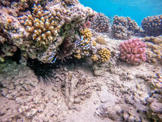 Close up view of Devil firefish or common lionfish (Pterois miles) at coral reef..